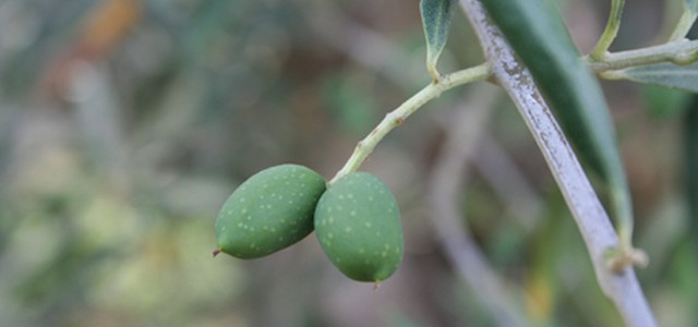 Ennesima annata nera per gli Olivicoltori Calabresi