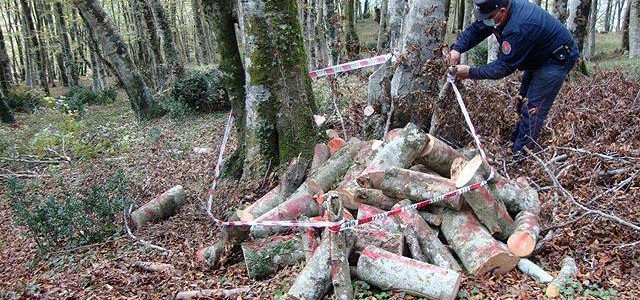 Taglio di alberi abusivo nel Cosentino, una denuncia