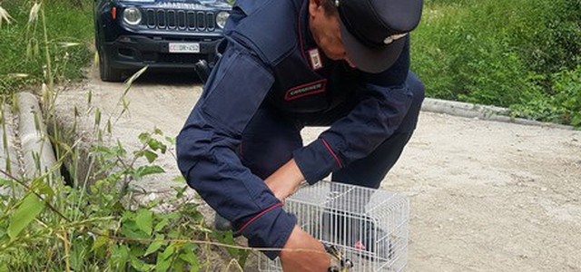 Deteneva fauna selvatica, denunciato dai CC