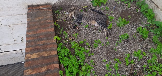 Catanzaro. Via Tommaso Campanella, tra le carcasse dei randagi e il silenzio delle istituzioni