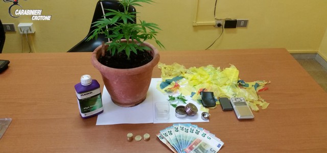 Minorenne denunciato per coltivazione e detenzione di maijuana