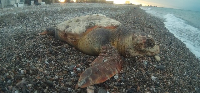 ANCORA UNA TARTARUGA UCCISA NEI NOSTRI MARI 