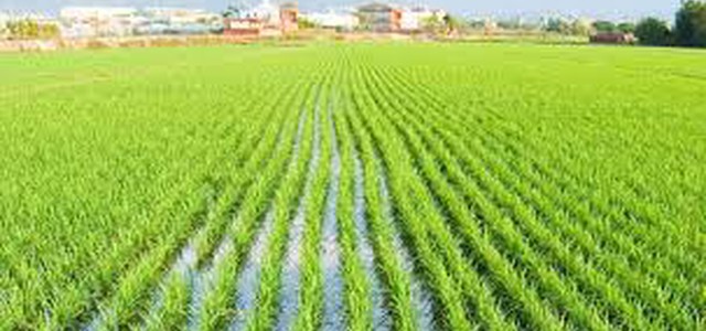 Rapporto Svimez, cresce l'agricoltura. Calabria ai primi posti 
