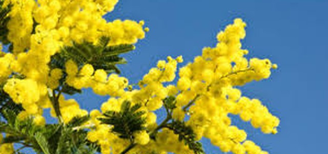 Abusivismo commerciale, a Catanzaro sequestri e multe ai venditori di mimose
