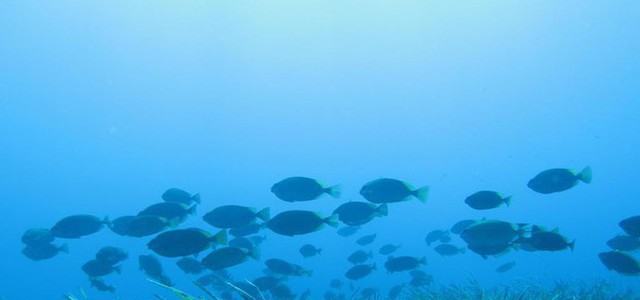 Nel Mediterraneo a rischio la metà delle specie, colpa del clima