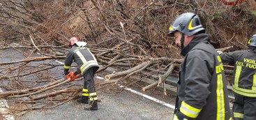 Smottamento provoca caduta alberi su strada