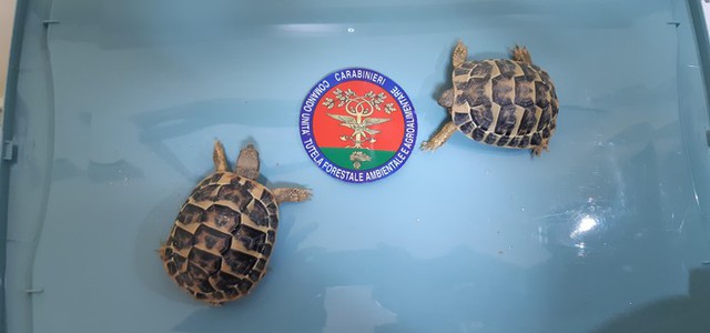 Testuggini in vendita, denunciati coniugi