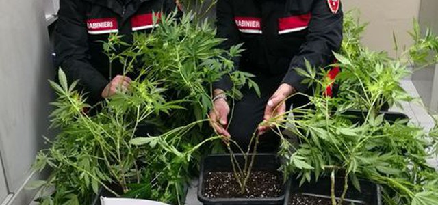 Scoperta una centrale di droga vegetale