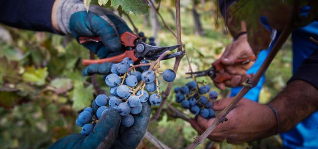 Censis, arrivano dalle cantine delle cooperative italiane 6 calici su 10