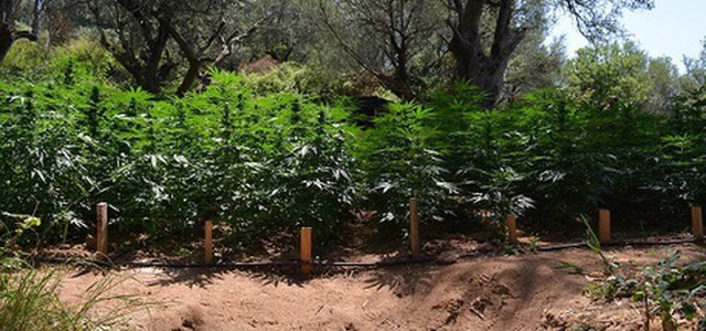 Decimila mila piante marijuana, 2 arresti