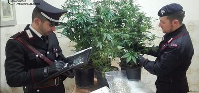 Scoperta serra di marijuana, un arresto