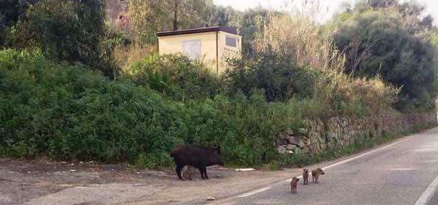Cinghiali, Coldiretti: Danni alle coltivazioni, sicurezza per i cittadini e problemi sanitari 