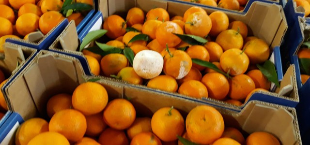 Coldiretti: il clima instabile sta creando difficoltà commerciali al comparto agrumicolo