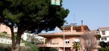 Lotta alla processionaria, Comune: partita già dallo scorso mese di dicembre