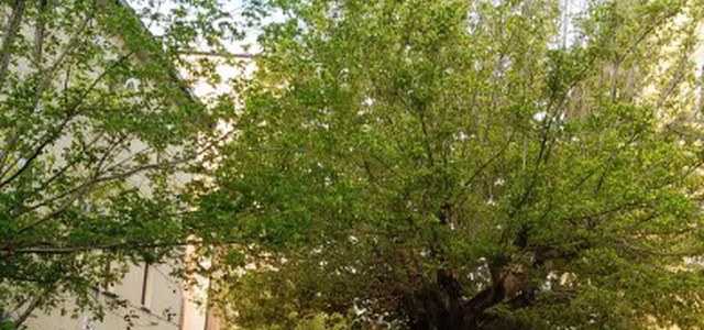 “La dove c’era l’erba ora c’è” ….una foresta selvaggia!