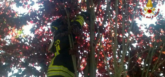 Gatto bloccato su un albero salvato dai Vigili del Fuoco