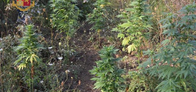 Sequestrate 150 piante di cannabis a Siderno