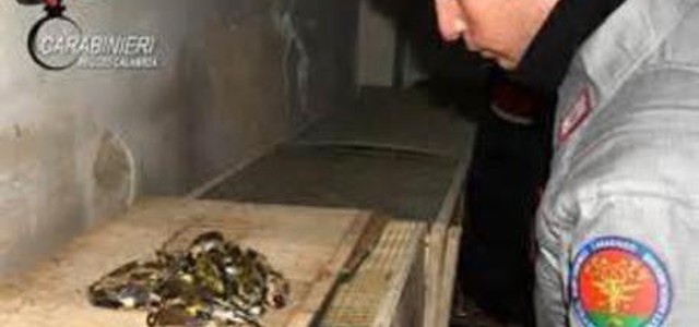 Due bracconieri denunciati nel reggino