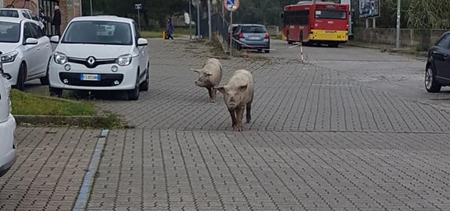 Catanzaro -  Maiali a passeggio per la città