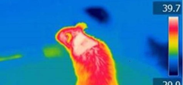 Obesità, scoperto l'interruttore molecolare bruciagrassi