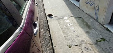 Ratti giganteschi che spuntano dalle fogne e invadono il quartiere Stadio