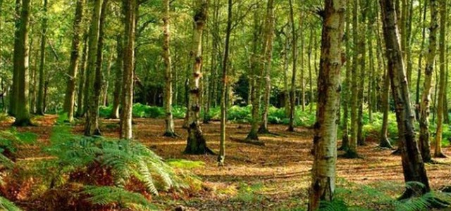 Forestazione: Regione stanzia 11,5 milioni per la tutela del patrimonio naturale calabrese