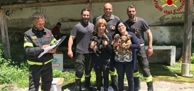 5 cagnolini in una scarpata  - tempestivo salvataggio dei Vigili del Fuoco