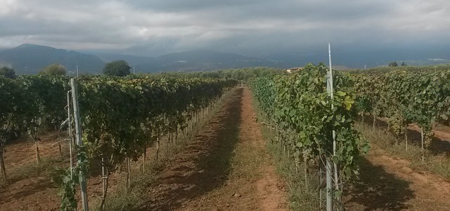 Vigneti, Coldiretti: buona proiezione ad Agosto