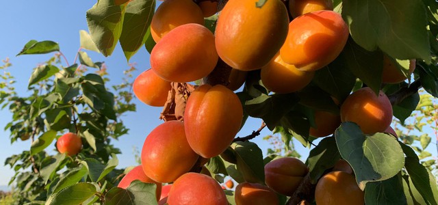 Coldiretti, dalla sibaritide un grido di allarme per i prezzi bassi alla produzione di albicocche, pesche e nettarine: eppure il prodotto è di ottima qualità