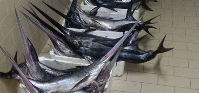 Sequestrati ventotto esemplari di pescespada pescato in violazione della normativa 