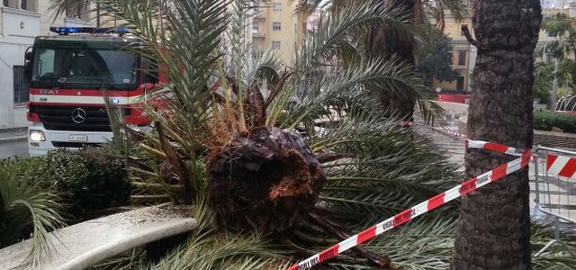 Cade palma, messa in sicurezza area di piazza Matteotti
