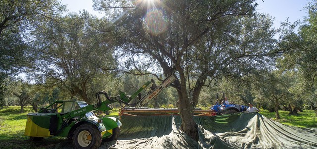 Consorzio di tutela  e valorizzazione Olio di Calabria IGP: avviato il periodo della raccolta e della molitura delle olive
