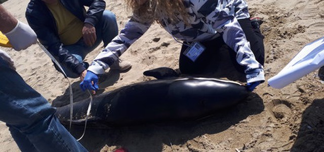 Raro esemplare di delfino trovato morto probabilmente a causa di un virus