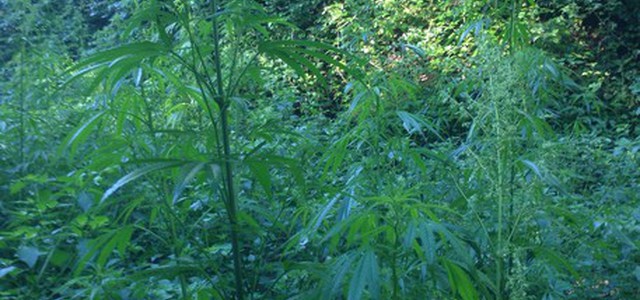 Scoperte circa 1.200 piante di cannabis indica