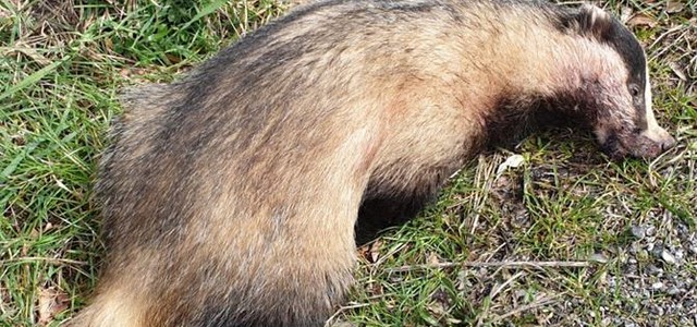Tasso investito e lasciato agonizzante sulla strada, soccorso dalla polizia municipale