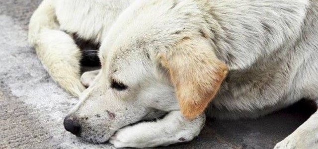 NUOVO PROBABILE CASO AVVELENAMENTO CANI