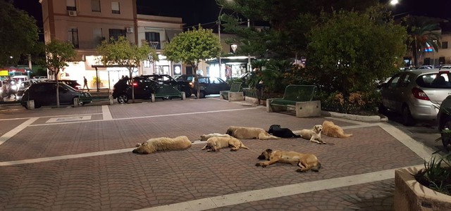 Randagi a Lido, Ursino: "I cittadini hanno paura e vanno allontanati al più presto"
