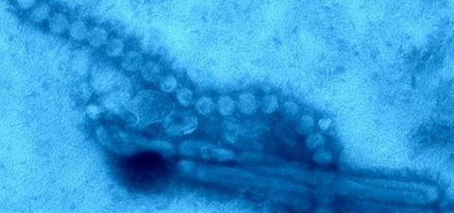 Influenza aviaria, il virus H7N9 sempre più minaccioso