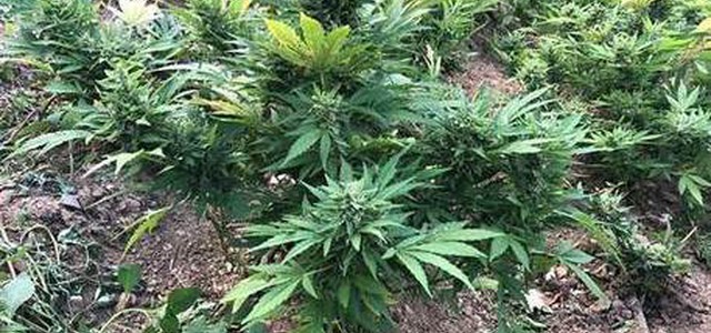 Scoperte 2.200 piante canapa, 4 arresti