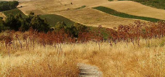 PSR: oltre 6 milioni di euro per 80 Comuni calabresi per sviluppo aree rurali