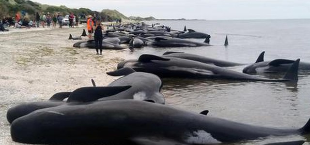 Nuova Zelanda, 400 balene spiaggiate