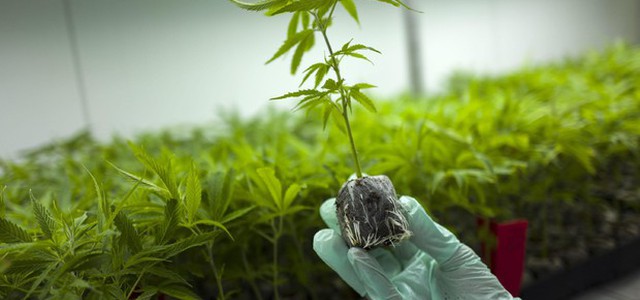 In Usa sempre piu' donne usano marijuana contro nausea in gravidanza