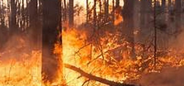 Dal Psr nove milioni di euro a sostegno della forestazione