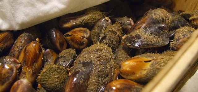 Sequestrata una tonnellata di molluschi destinata ai ristoranti calabresi - Trasportati da Taranto senza refrigerazione