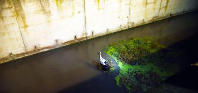 Cicogna finisce in canale, salvata