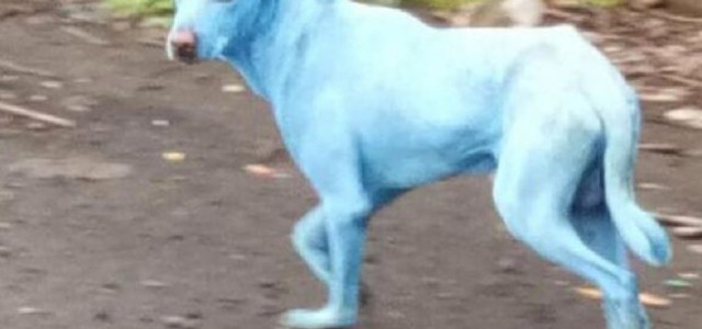 A Mumbai cani azzurri dopo bagno in fiume inquinato