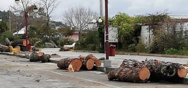 Gli alberi abbattuti dal sindaco veggente