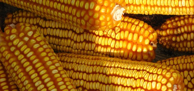 Mais ogm, nessuna evidenza di rischi per salute e ambiente
