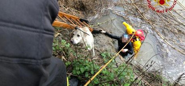 Cade in Arno a Firenze per recuperare cane