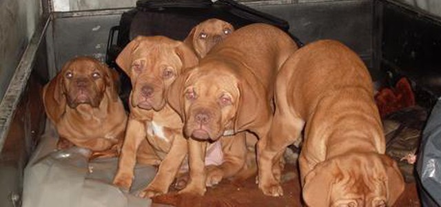 Trovati sei cuccioli di cane abbandonati in un sacco